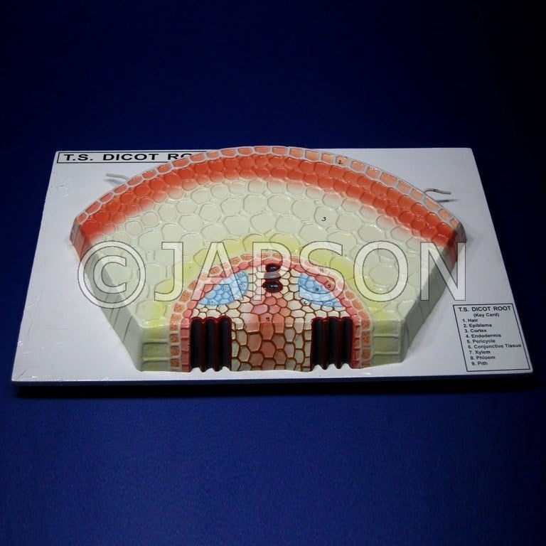 Model, T. S. Dicot Root Model, T. S. Dicot Root